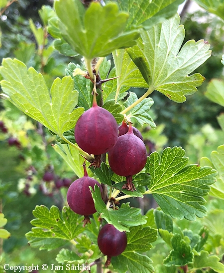 Ribes Uva-crispa-Ryhm   'Lepaan Punainen'